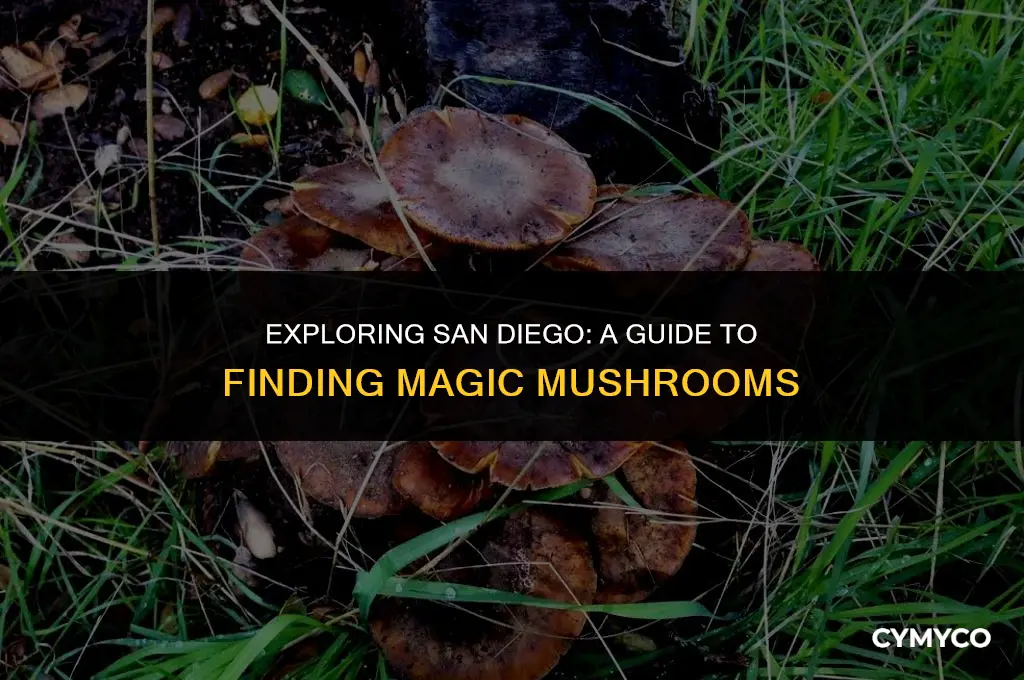 where to find magic mushrooms in san diego