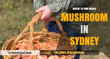 Exploring Sydney's Hidden Gems: A Guide to Finding Magic Mushrooms