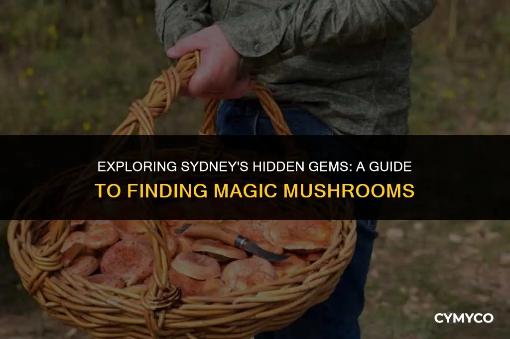 where to find magic mushrooms in sydney