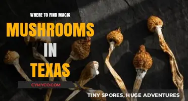 Exploring the Lone Star State: A Guide to Magic Mushrooms in Texas