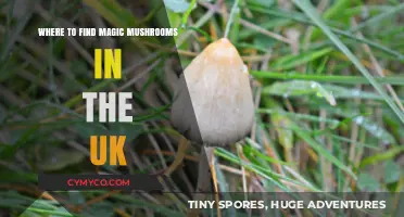 Exploring the UK's Hidden Gems: A Guide to Finding Magic Mushrooms