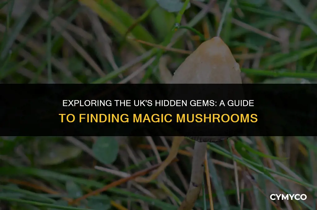 where to find magic mushrooms in the uk