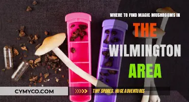 Exploring Wilmington: A Guide to Discovering Magic Mushrooms Locally