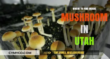 Exploring Utah's Hidden Gems: A Guide to Finding Magic Mushrooms