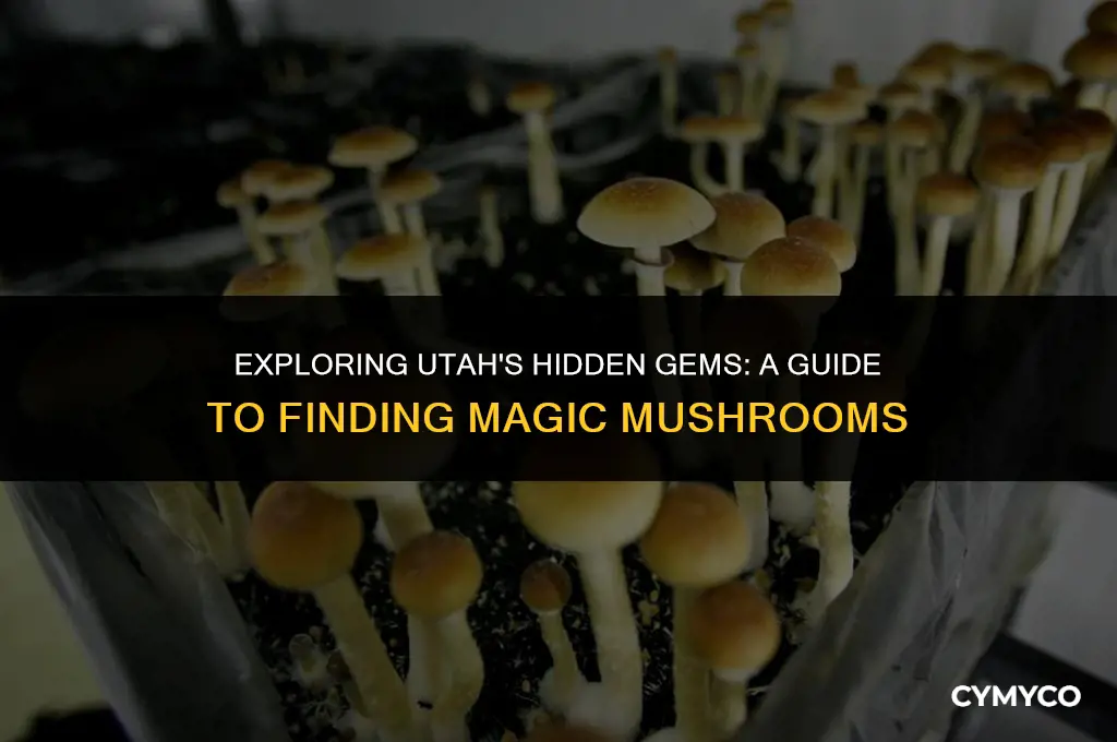 where to find magic mushrooms in utah