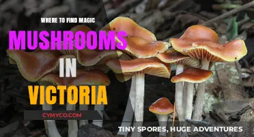 Exploring Victoria: A Guide to Discovering Magic Mushrooms Safely
