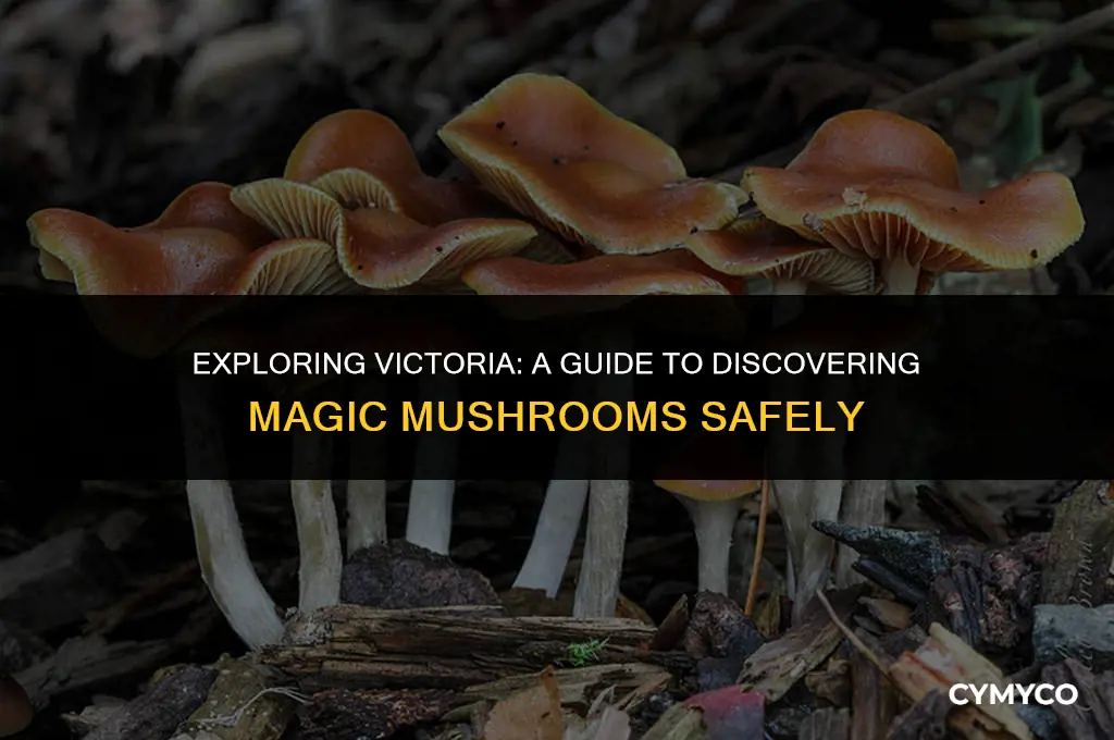 where to find magic mushrooms in victoria