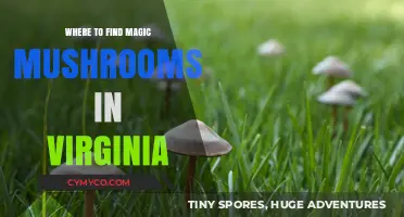 Exploring Virginia's Natural Wonders: A Guide to Magic Mushrooms