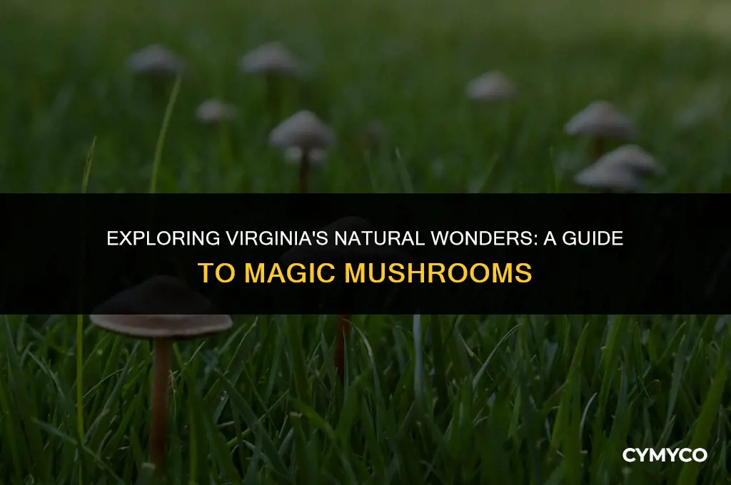 where to find magic mushrooms in virginia