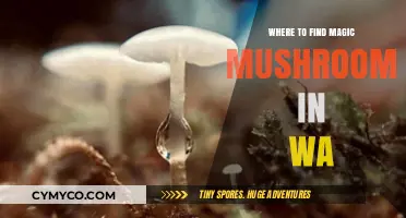 Exploring the Pacific Northwest: A Guide to Magic Mushrooms in Washington