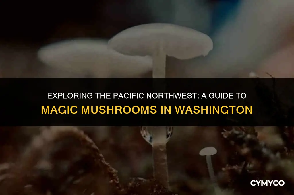 where to find magic mushrooms in wa