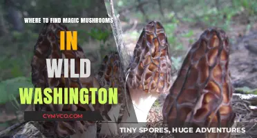 Exploring Washington's Wild Side: A Guide to Magic Mushrooms