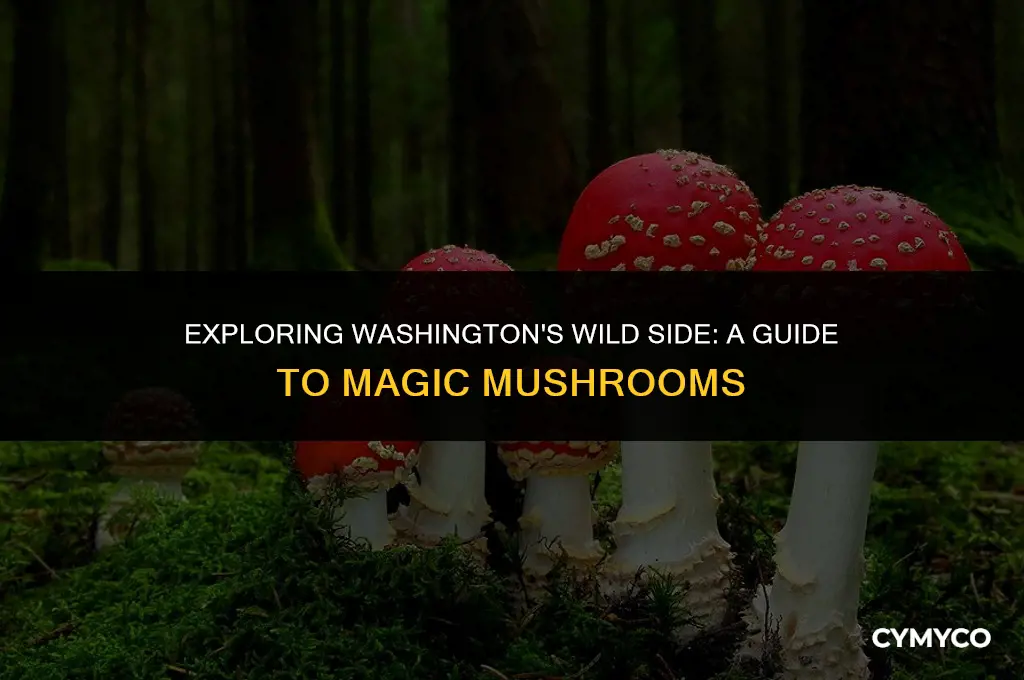 where to find magic mushrooms in wild washington