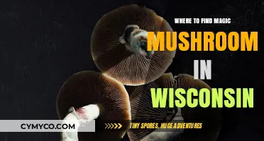 Exploring Wisconsin's Hidden Treasures: A Guide to Magic Mushrooms