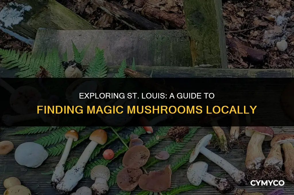 where to find magic mushrooms st louis