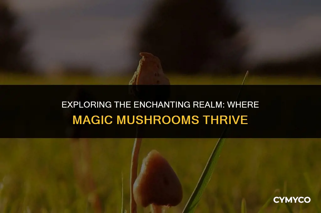where to find magic mushrooms we happy few