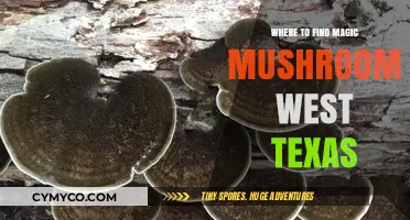 Exploring West Texas: A Guide to Finding Magic Mushrooms