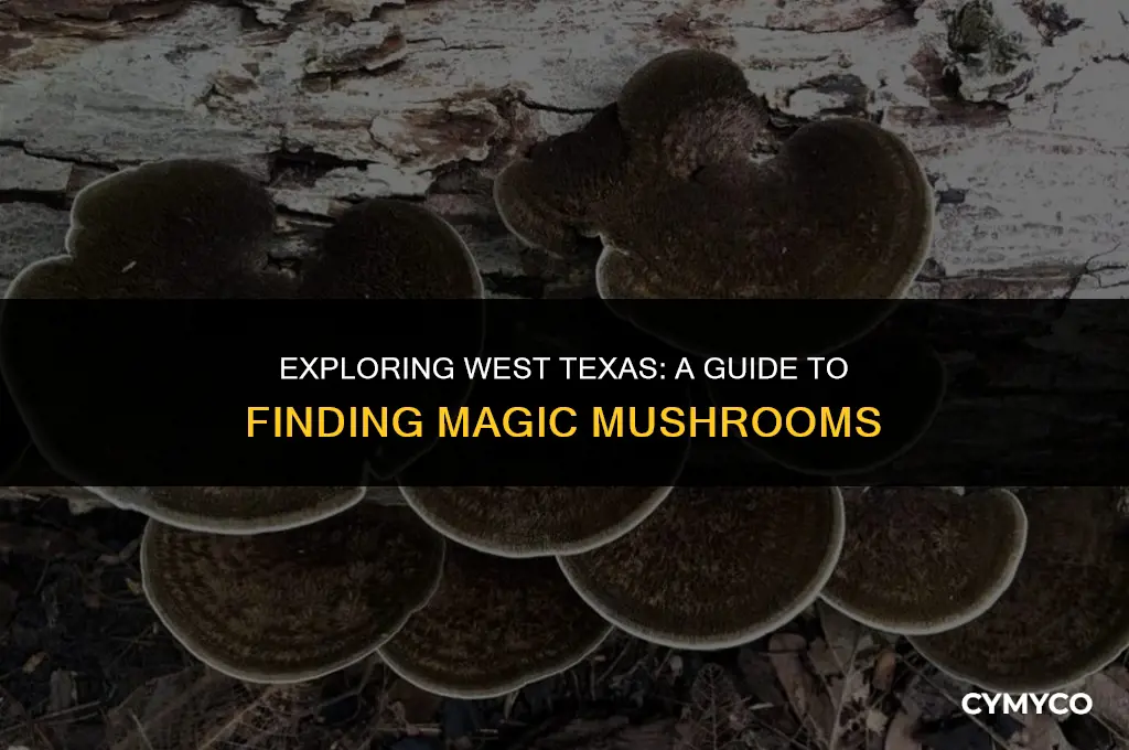 where to find magic mushrooms west texas