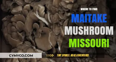 Exploring Missouri's Maitake Mushroom Hotspots: A Forager's Guide