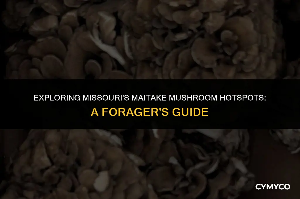 where to find maitake mushrooms missouri