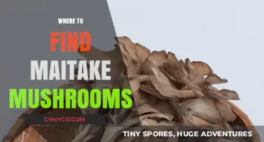 Exploring Nature's Bounty: A Guide to Finding Maitake Mushrooms