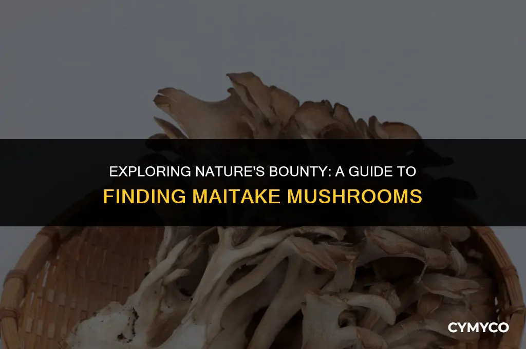 where to find maitake mushrooms