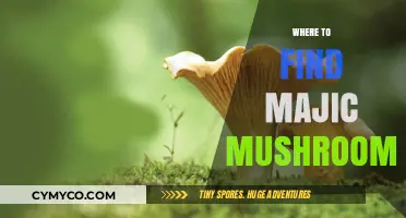 Exploring Nature's Hidden Gems: A Guide to Finding Magic Mushrooms