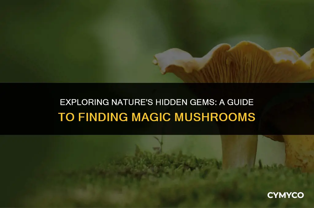 where to find majic mushrooms