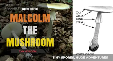 Exploring the Enchanting World of Malcolm the Mushroom: A Guide