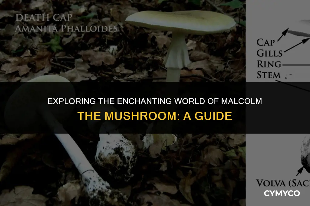 where to find malcolm the mushroom