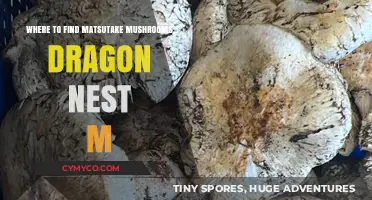 Discovering Matsutake Mushrooms: A Guide to Dragon Nest M's Best Spots