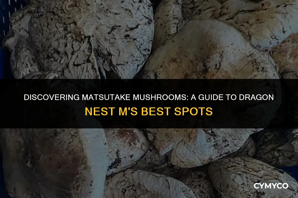 where to find matsutake mushrooms dragon nest m