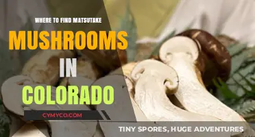 Discovering Colorado's Hidden Matsutake Mushroom Treasures