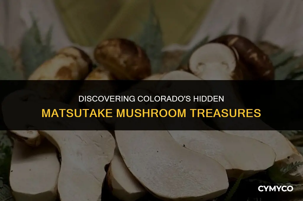 where to find matsutake mushrooms in colorado