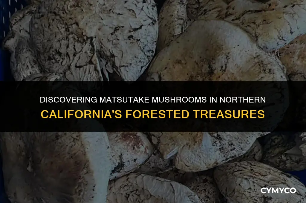 where to find matsutake mushrooms in northern california