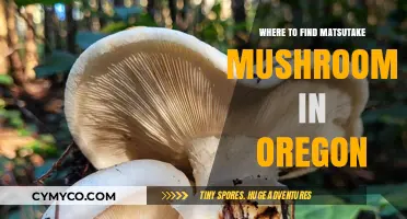 Exploring Oregon's Forests: A Guide to Finding Matsutake Mushrooms