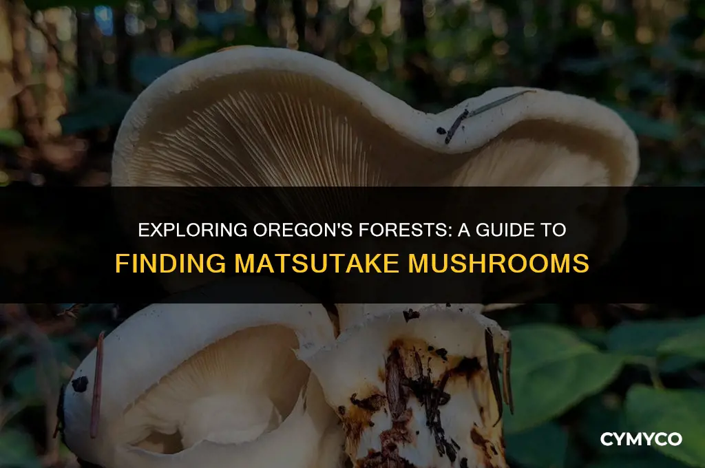 where to find matsutake mushrooms in oregon