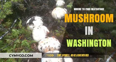 Discovering Matsutake Mushrooms in Washington: A Forager's Guide