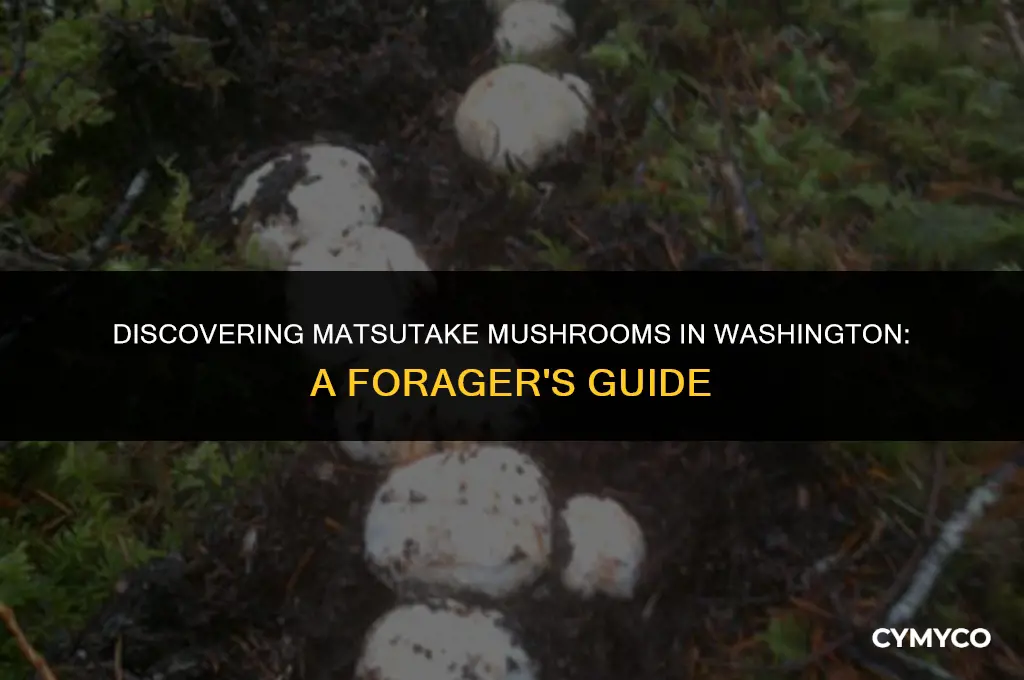 where to find matsutake mushrooms in washington