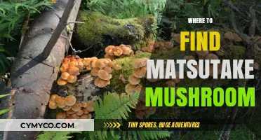 Discovering Matsutake Mushrooms: A Guide to Their Natural Habitat
