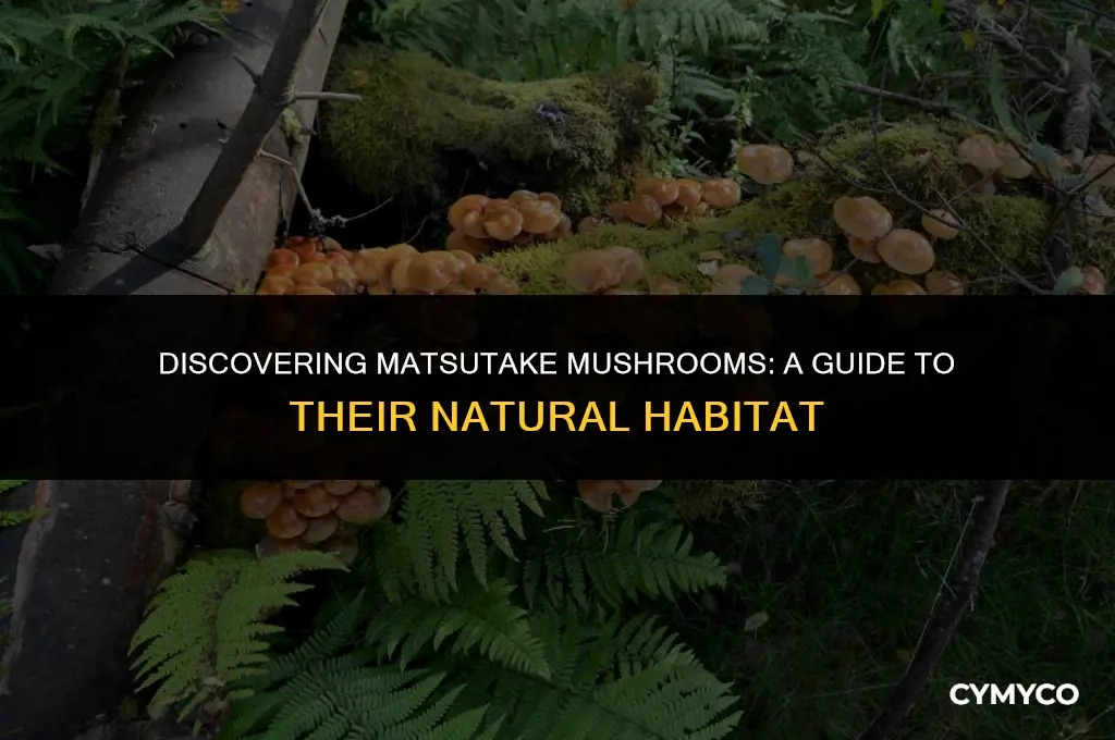 where to find matsutake mushrooms