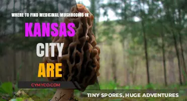 Exploring Kansas City's Best Spots for Medicinal Mushrooms