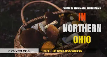 Exploring Northern Ohio: A Guide to Ethical Mushroom Foraging