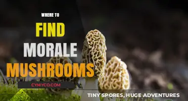Exploring Nature's Bounty: Where to Find Morale Mushrooms