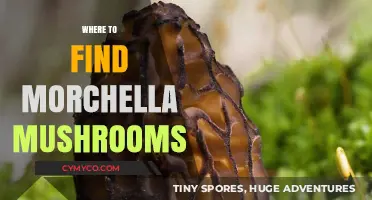 Exploring Nature's Bounty: A Guide to Locating Morchella Mushrooms