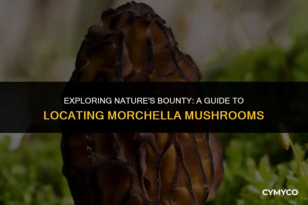 where to find morchella mushrooms