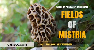 Exploring the Enchanting Morel Mushroom Fields of Mystria