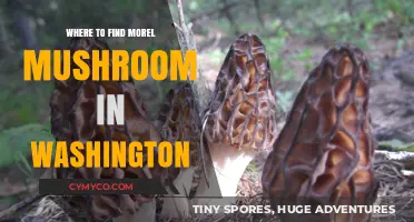 Discovering Morel Mushrooms in Washington: A Forager's Guide