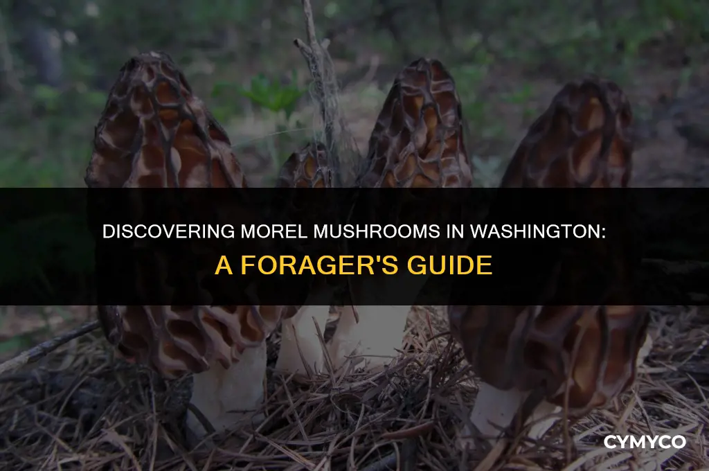 where to find morel mushroom in washington