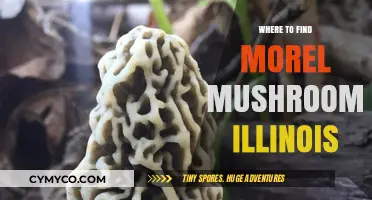 Exploring Illinois: Top Spots for Morel Mushroom Hunting